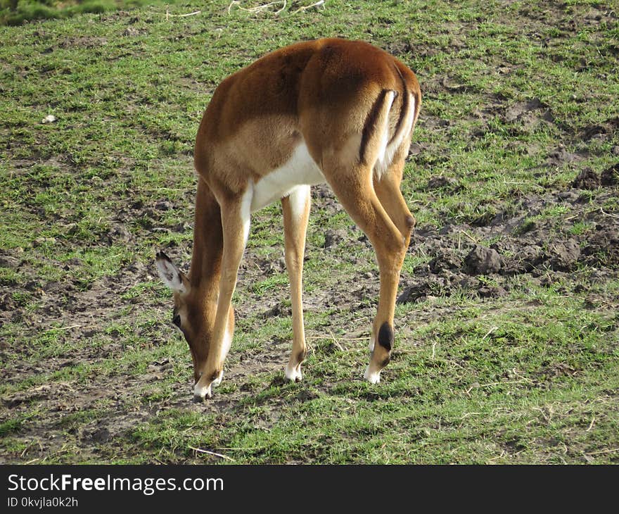 Wildlife, Fauna, Terrestrial Animal, Springbok