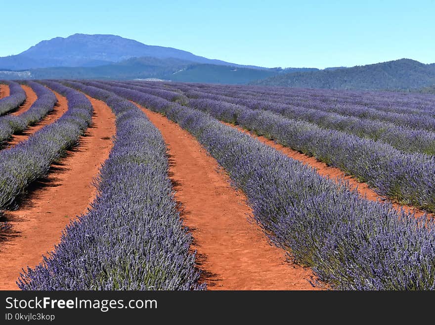 Flower, Field, English Lavender, Lavender