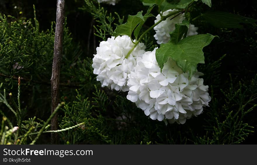 Flower, Plant, Flowering Plant, Hydrangea