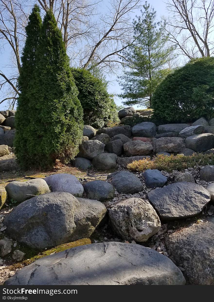 Tree, Wall, Garden, Rock