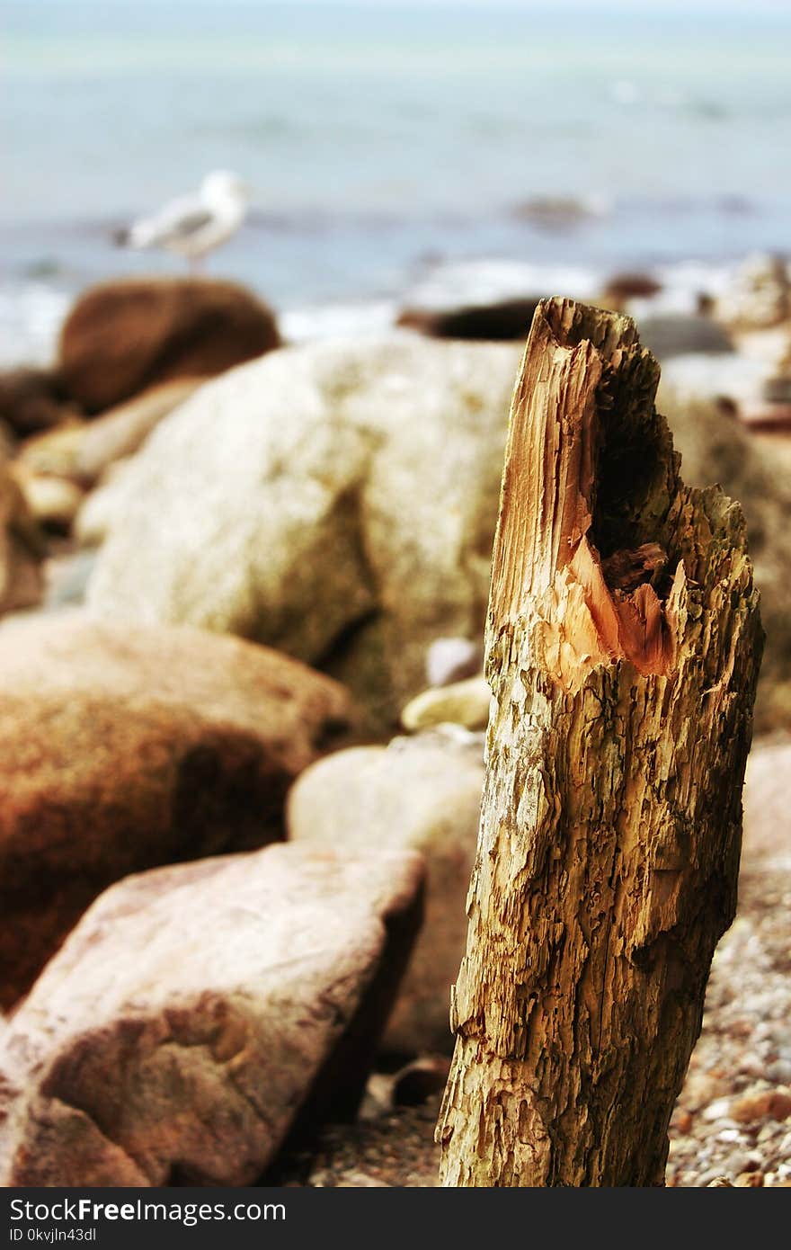 Rock, Wood, Shore, Driftwood