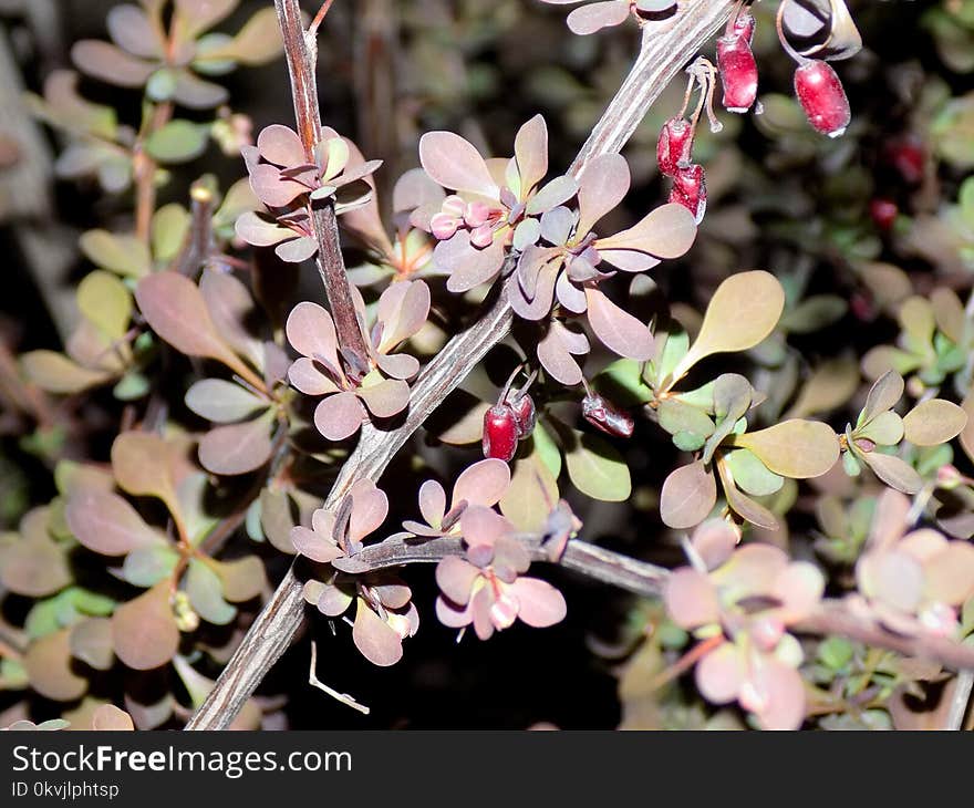 Plant, Flora, Spring, Flower