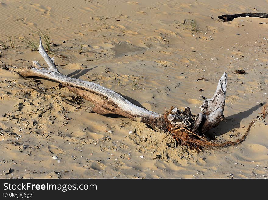 Fauna, Sand, Wildlife, Driftwood