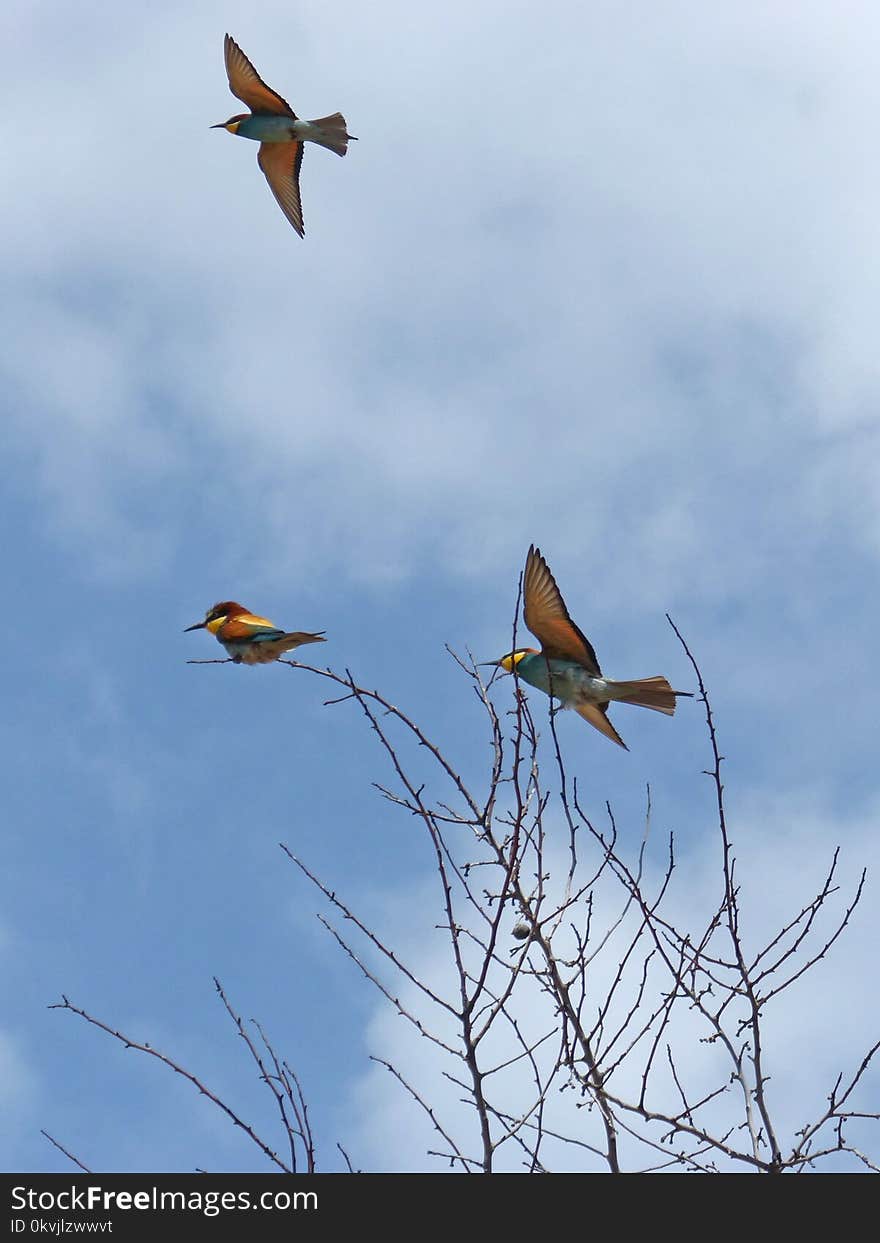 Bird, Fauna, Sky, Wildlife