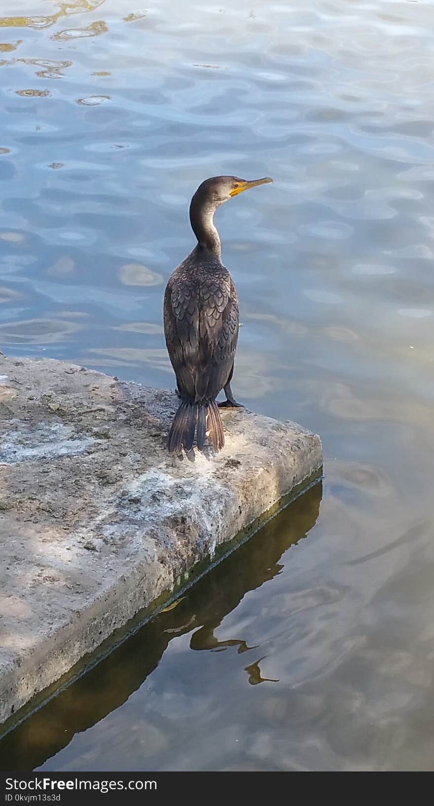 Bird, Water, Cormorant, Beak