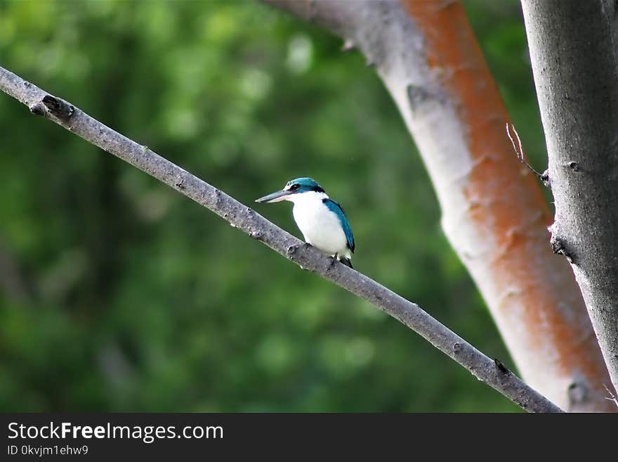 Bird, Fauna, Beak, Branch