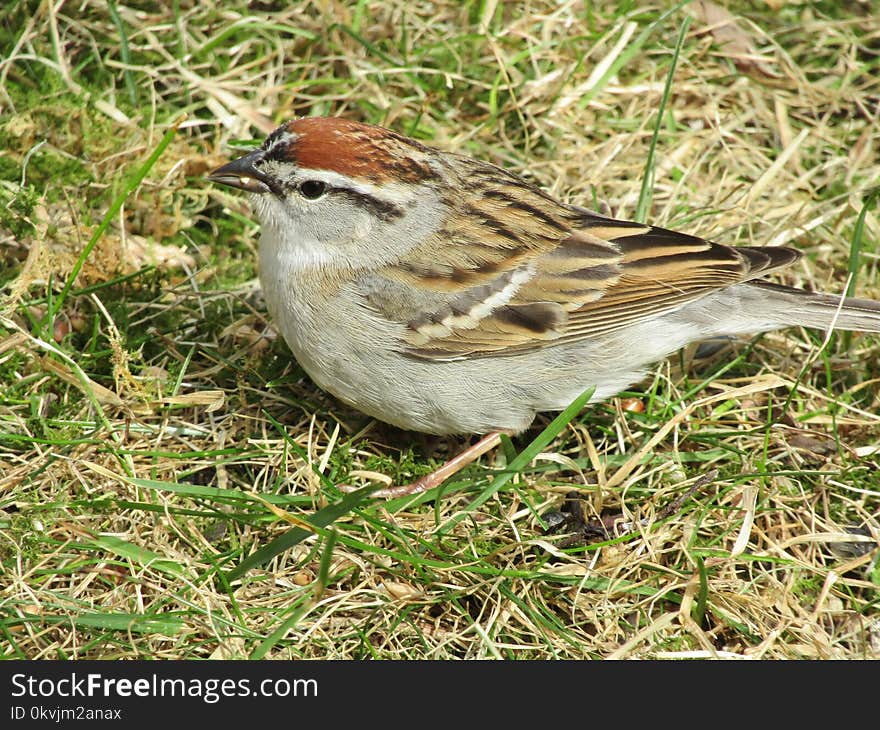Bird, Sparrow, House Sparrow, Ecosystem