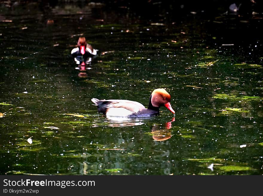 Water, Bird, Nature, Reflection