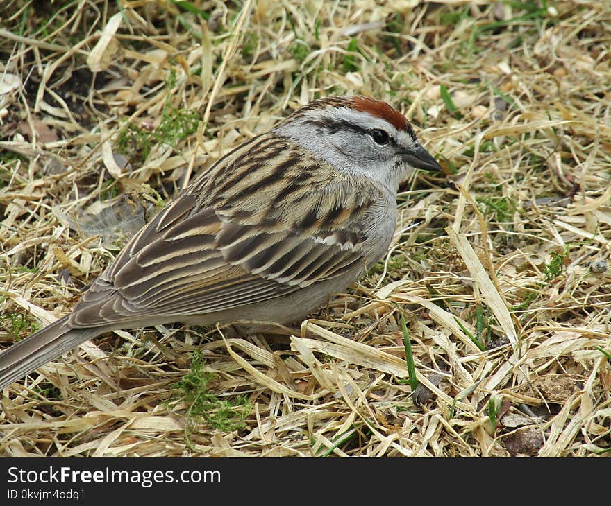 Bird, Sparrow, House Sparrow, Fauna