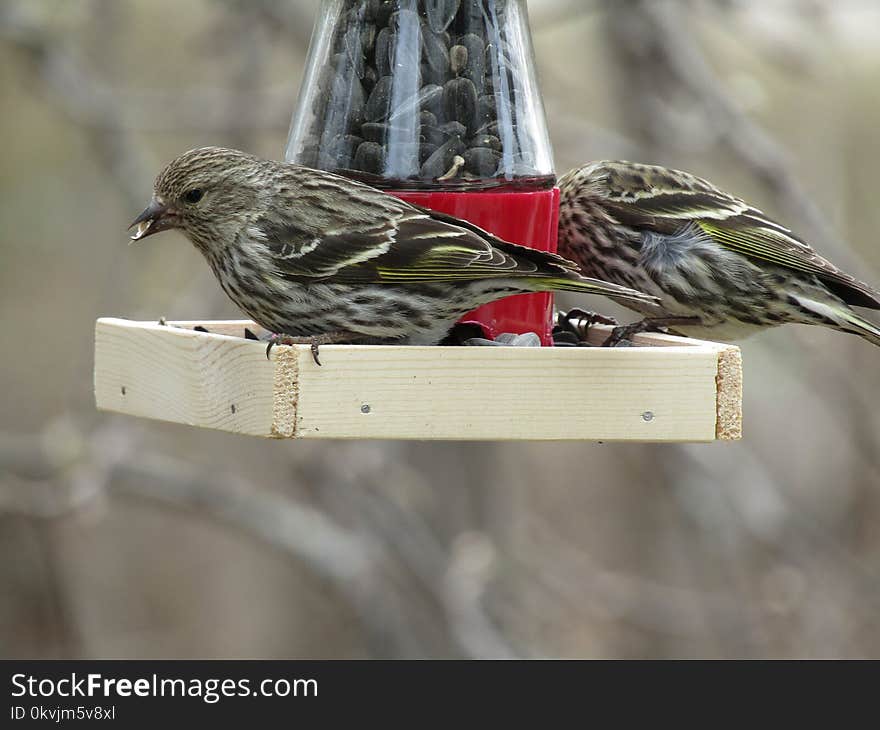 Bird, Fauna, Finch, Beak