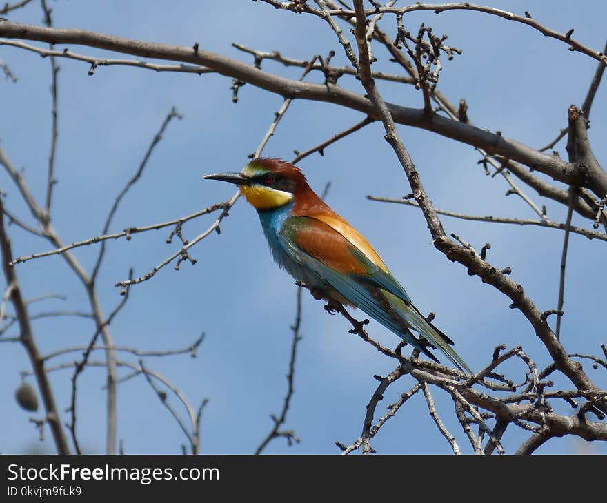 Bird, Fauna, Beak, Branch