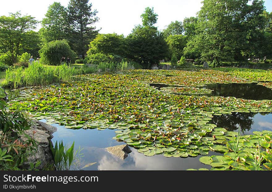 Vegetation, Botanical Garden, Water, Nature Reserve