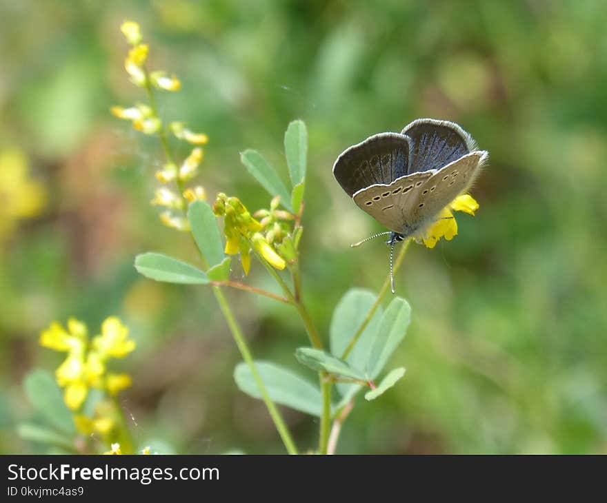 Insect, Butterfly, Moths And Butterflies, Lycaenid