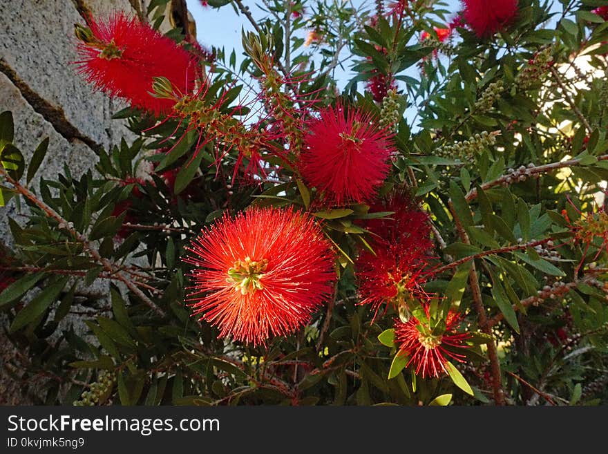 Flower, Plant, Flora, Flowering Plant