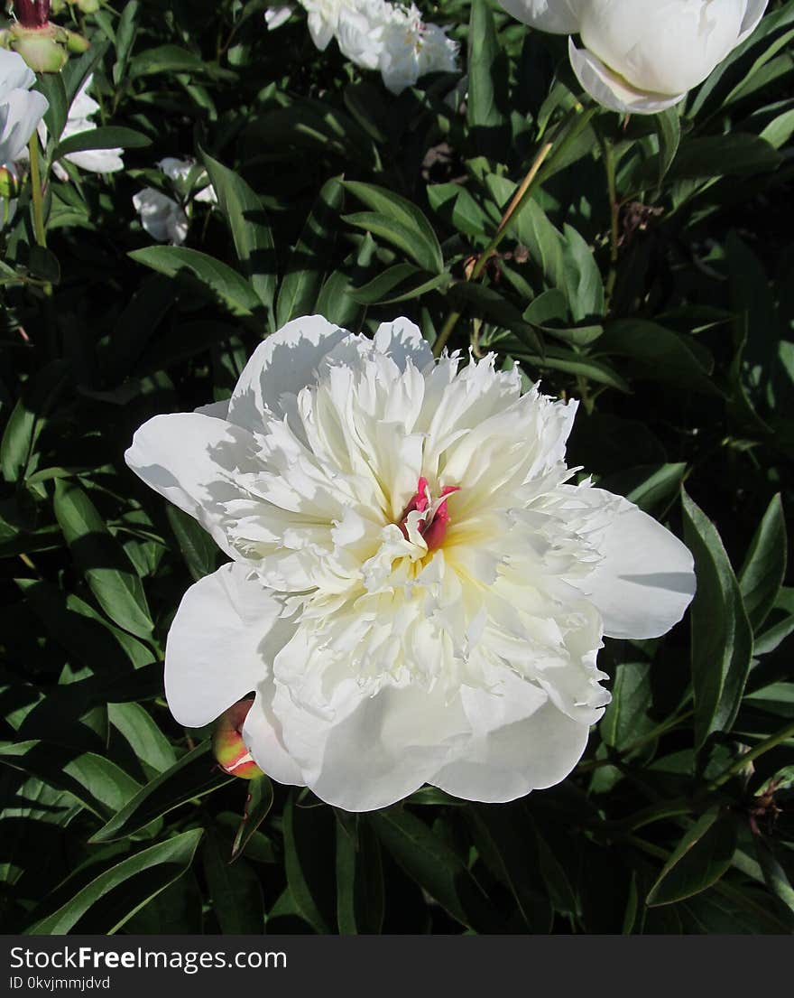 Flower, Plant, White, Flowering Plant