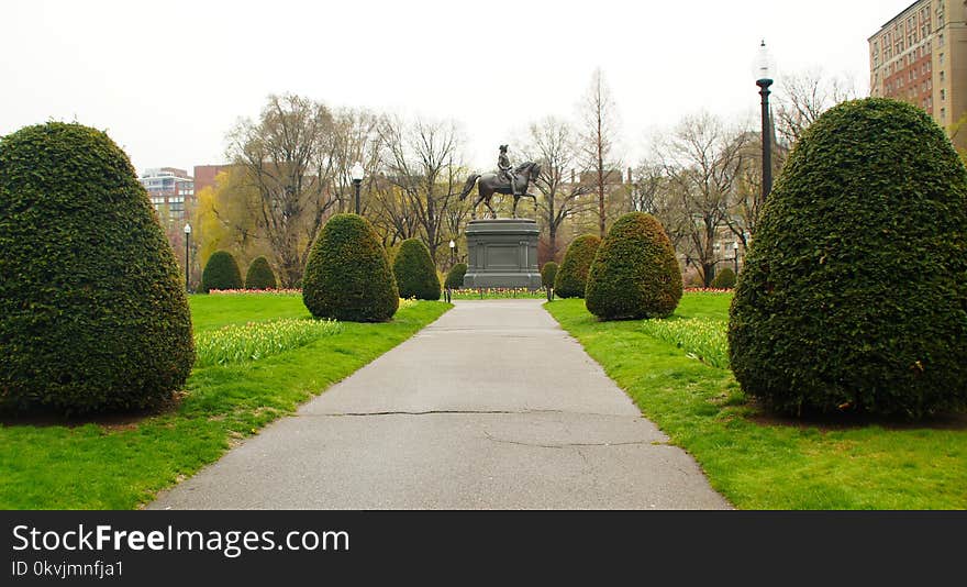 Garden, Property, Hedge, Grass