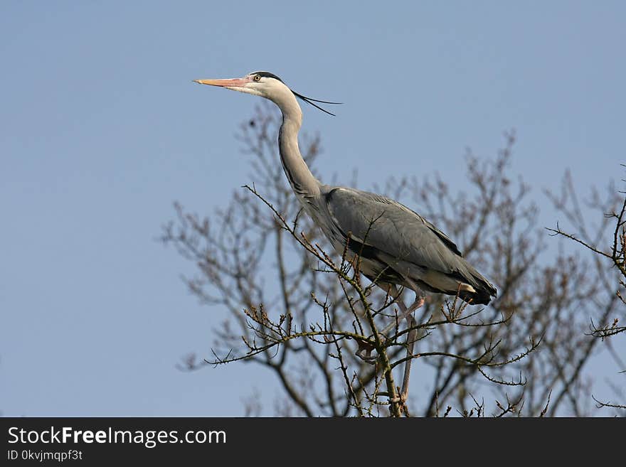 Bird, Fauna, Beak, Heron