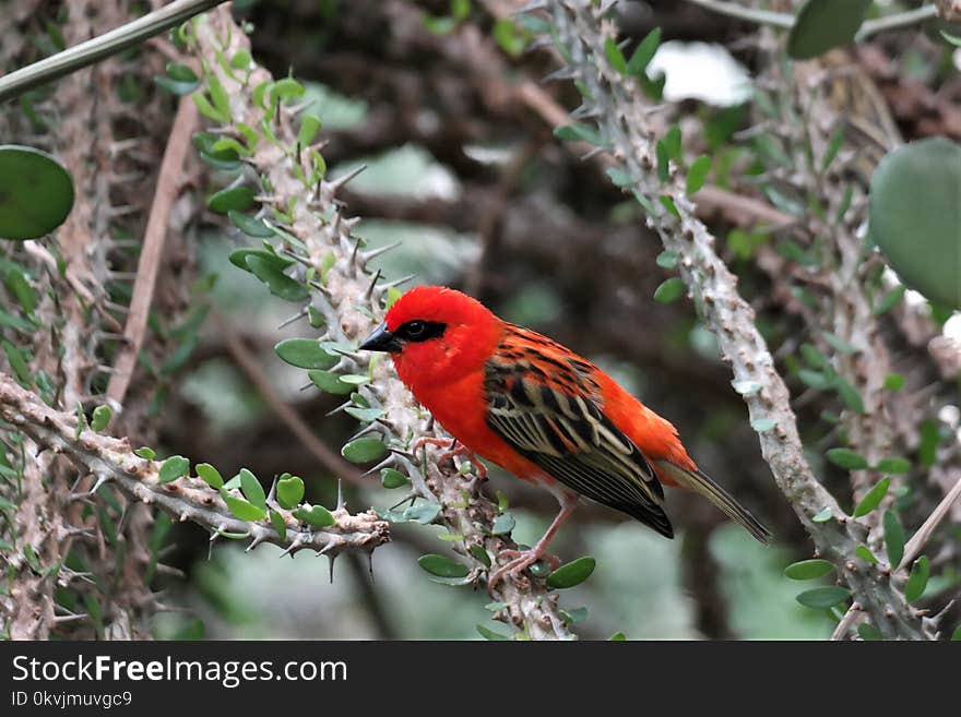 Bird, Fauna, Beak, Cardinal