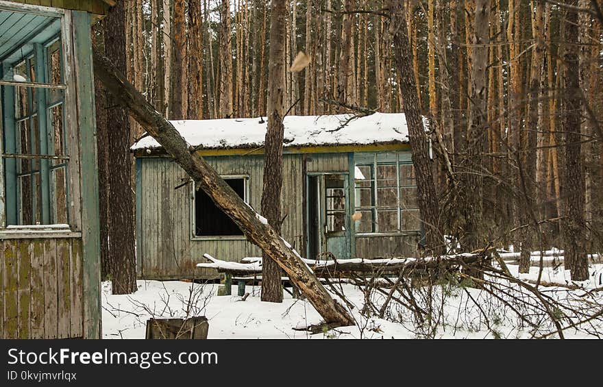 Snow, Winter, Tree, Shack