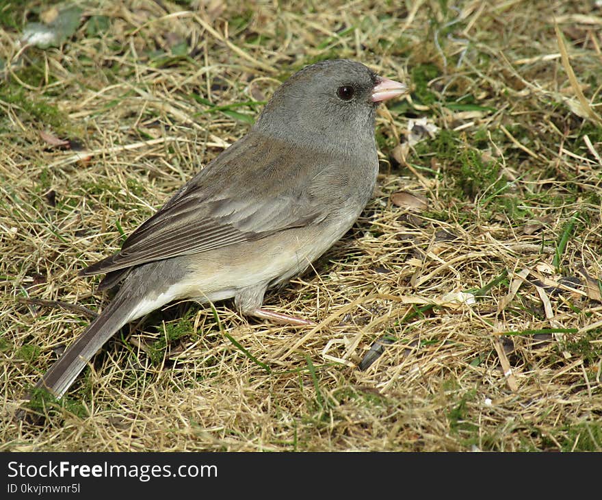 Bird, Fauna, Junco, Finch