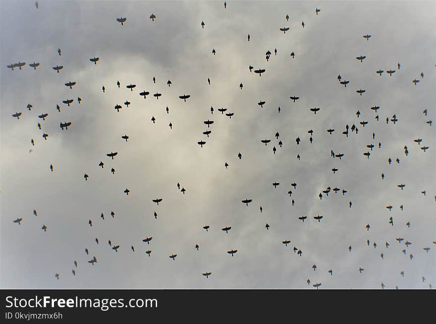 Sky, Flock, Bird Migration, Animal Migration