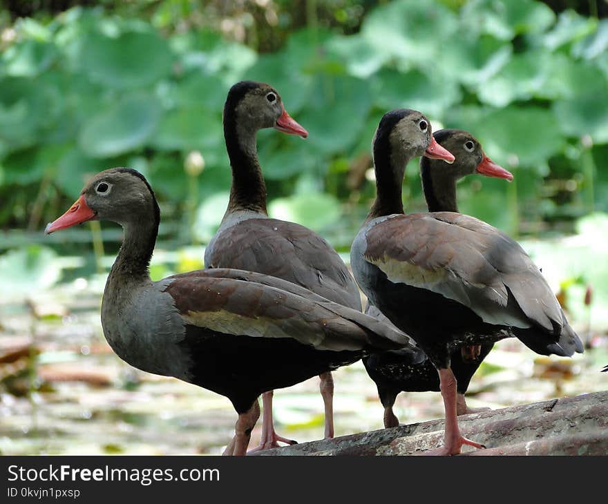 Bird, Duck, Fauna, Ducks Geese And Swans