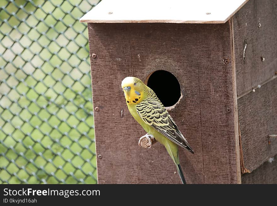 Common Pet Parakeet, Bird, Parakeet, Fauna