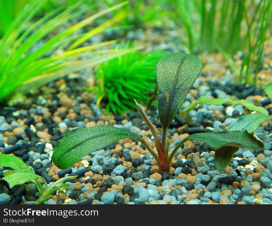 Aquatic Plant, Plant, Freshwater Aquarium, Terrestrial Plant