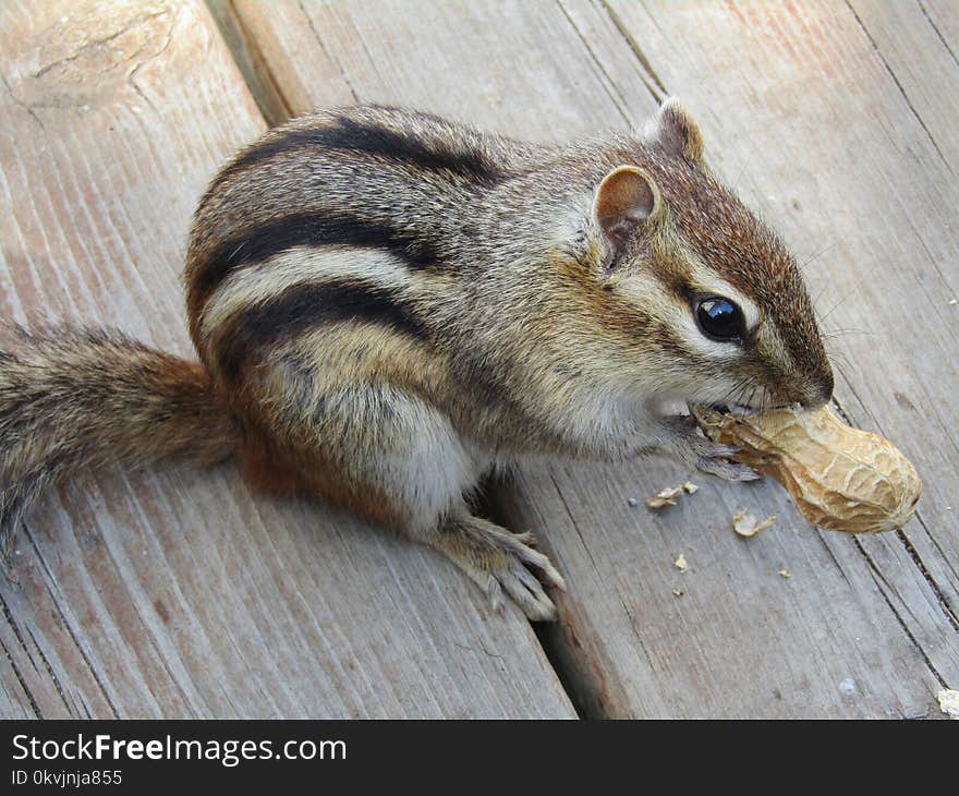 Squirrel, Fauna, Chipmunk, Mammal