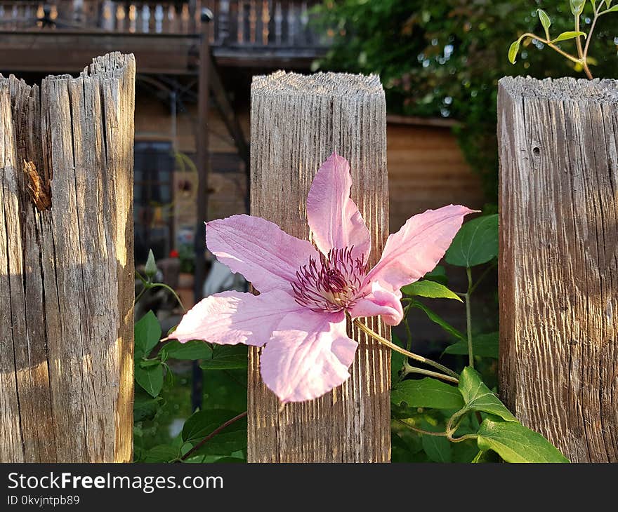 Flower, Plant, Flora, Spring