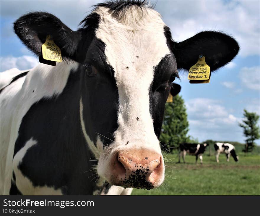 Cattle Like Mammal, Dairy Cow, Horn, Grazing