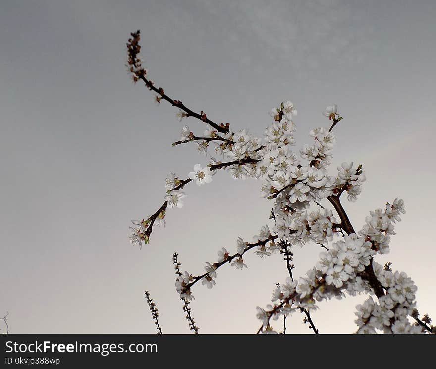 Branch, Blossom, Sky, Twig