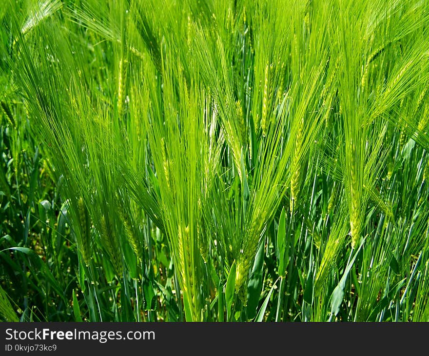 Grass, Barley, Food Grain, Field