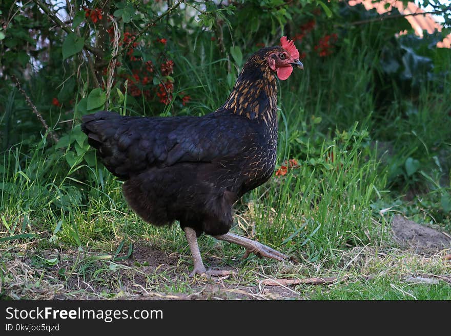 Chicken, Galliformes, Fowl, Rooster