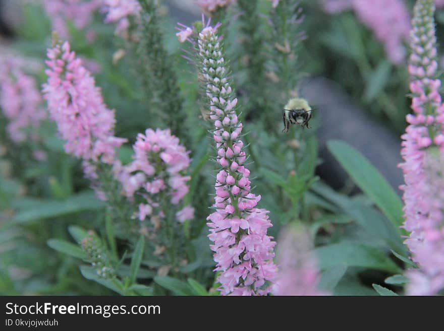 Plant, Hyssopus, Lavender, Lavandula Dentata