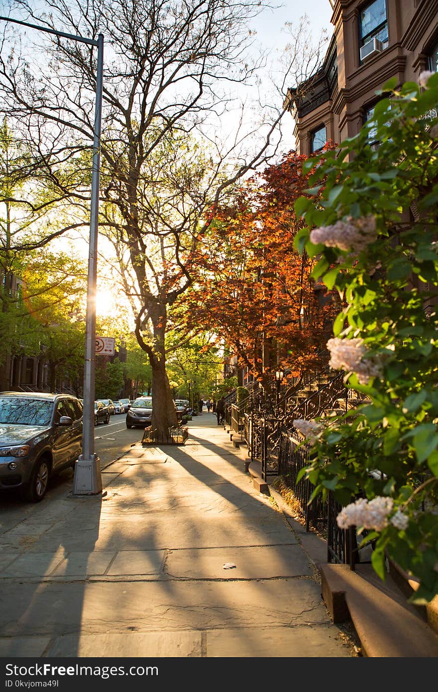 Leaf, Tree, Neighbourhood, Road