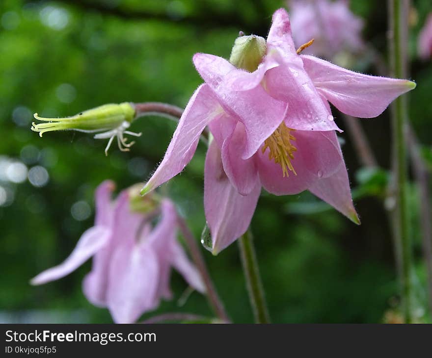 Flower, Plant, Flora, Bellflower Family