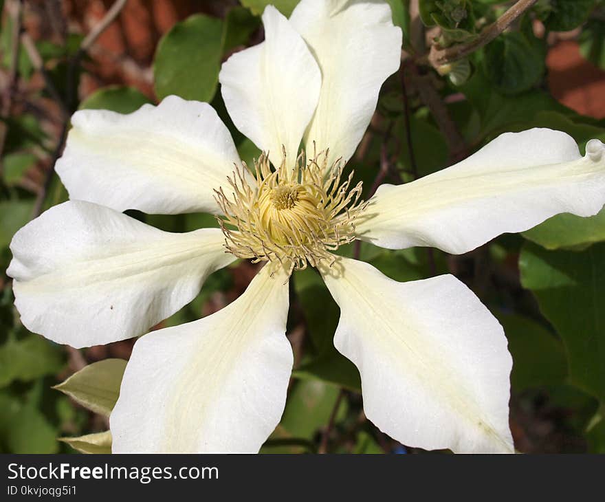 Flower, Plant, Clematis, Flowering Plant