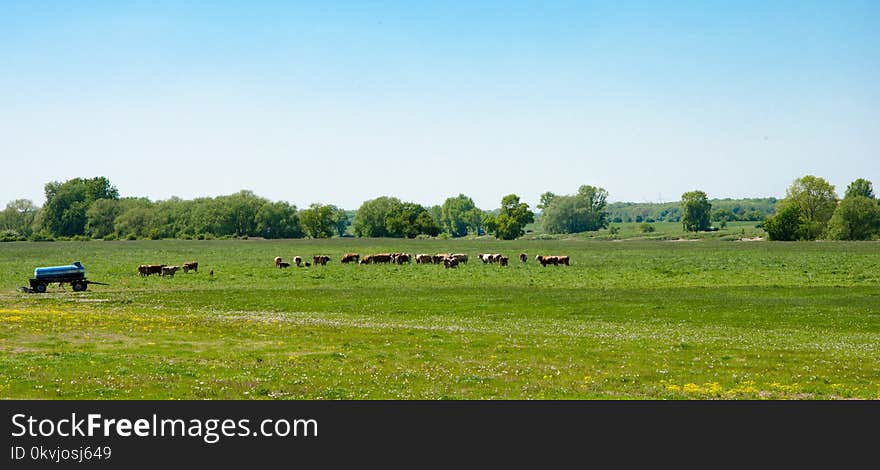 Grassland, Pasture, Field, Ecosystem