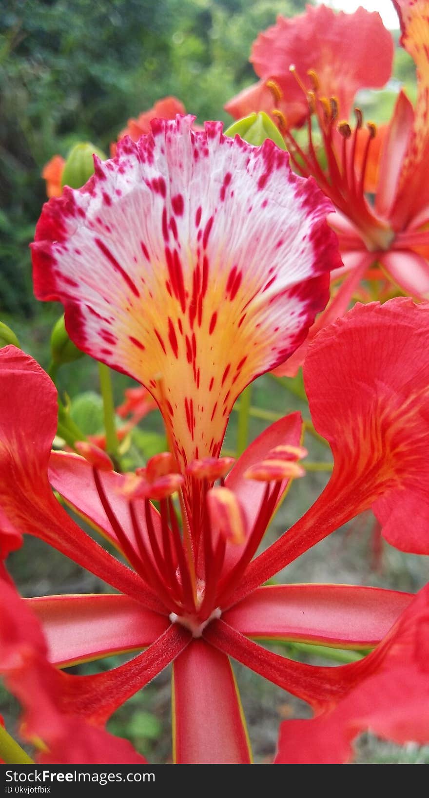 Flower, Peruvian Lily, Plant, Lily