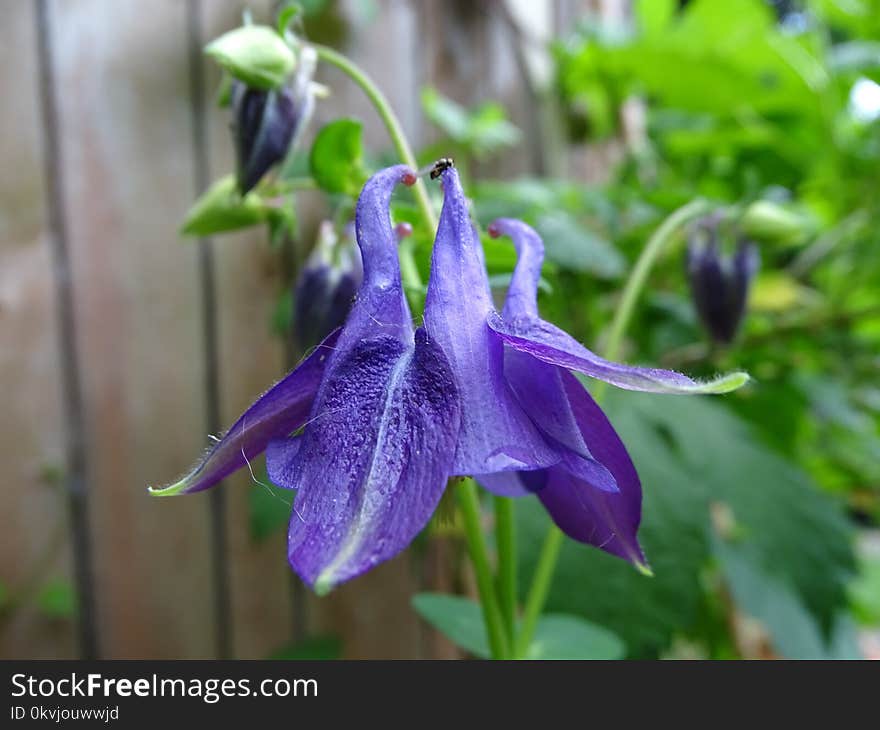 Plant, Flower, Flora, Purple