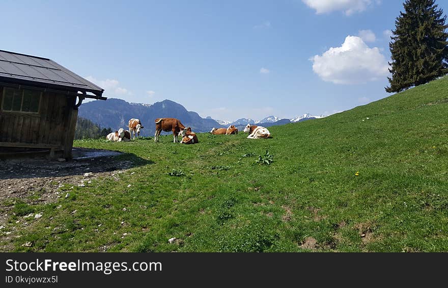 Pasture, Mountainous Landforms, Grassland, Mountain Range