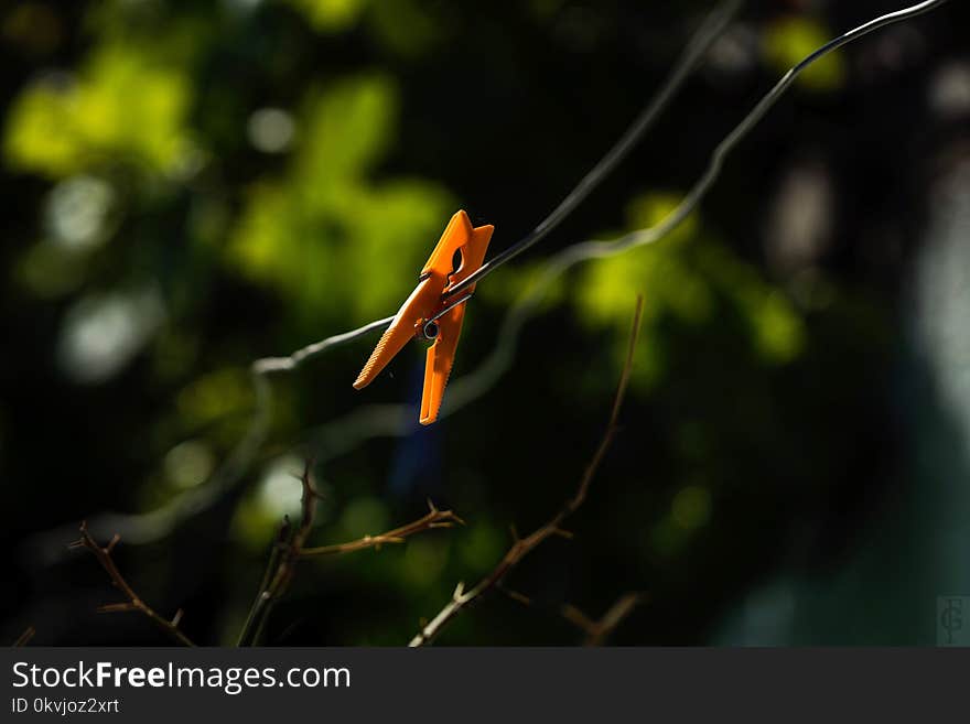 Leaf, Vegetation, Insect, Branch