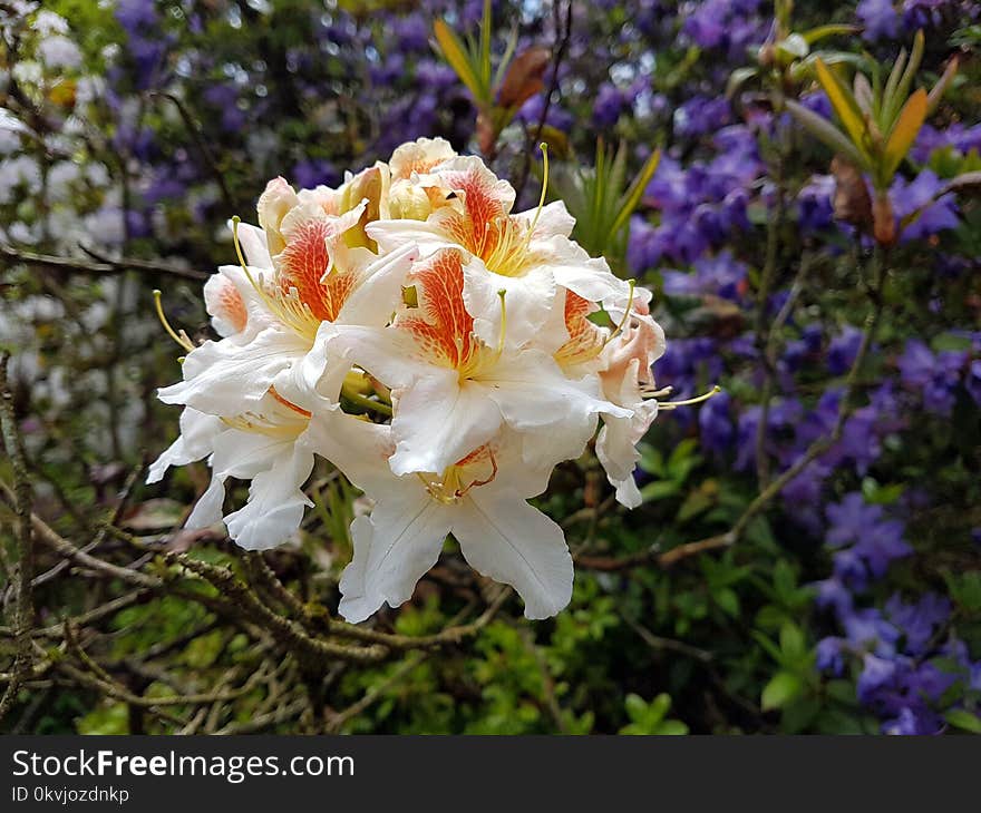 Flower, Plant, Flowering Plant, Flora