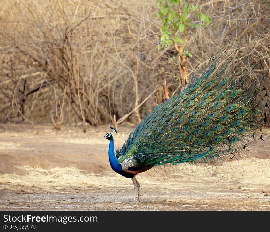 Peafowl, Bird, Fauna, Galliformes