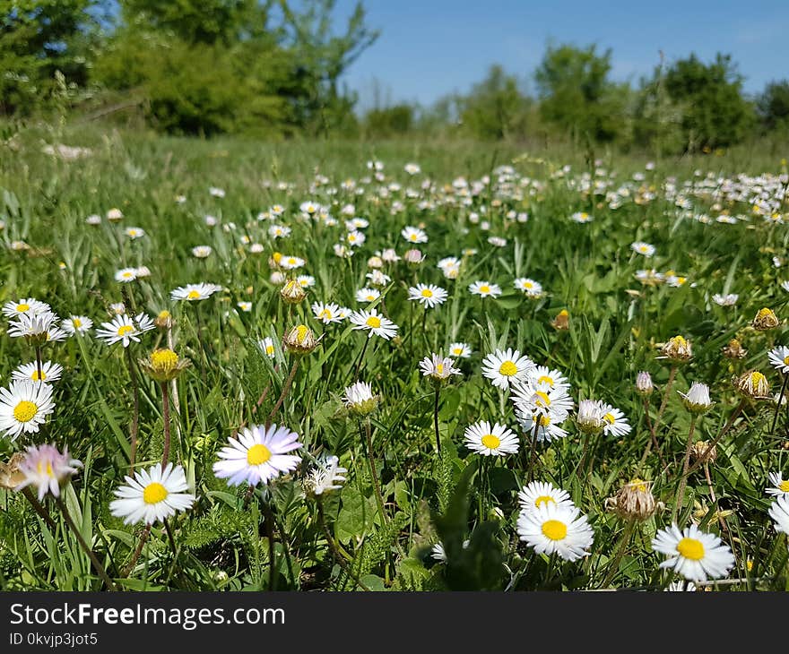 Flower, Oxeye Daisy, Meadow, Chamaemelum Nobile