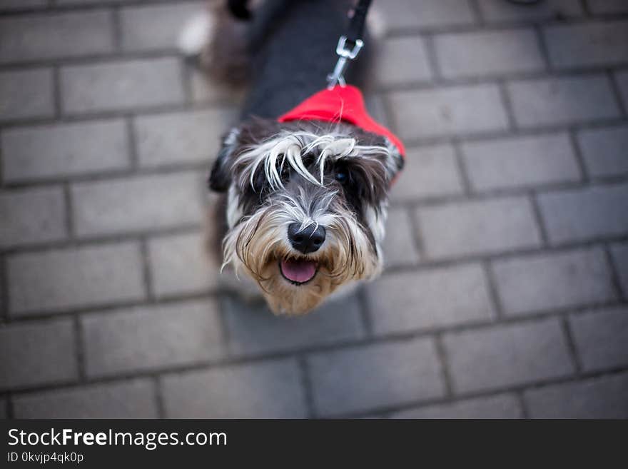 Dog, Dog Like Mammal, Dog Breed, Miniature Schnauzer