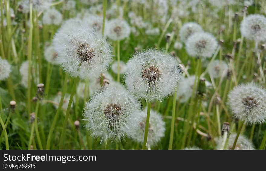 Flower, Dandelion, Vegetation, Plant