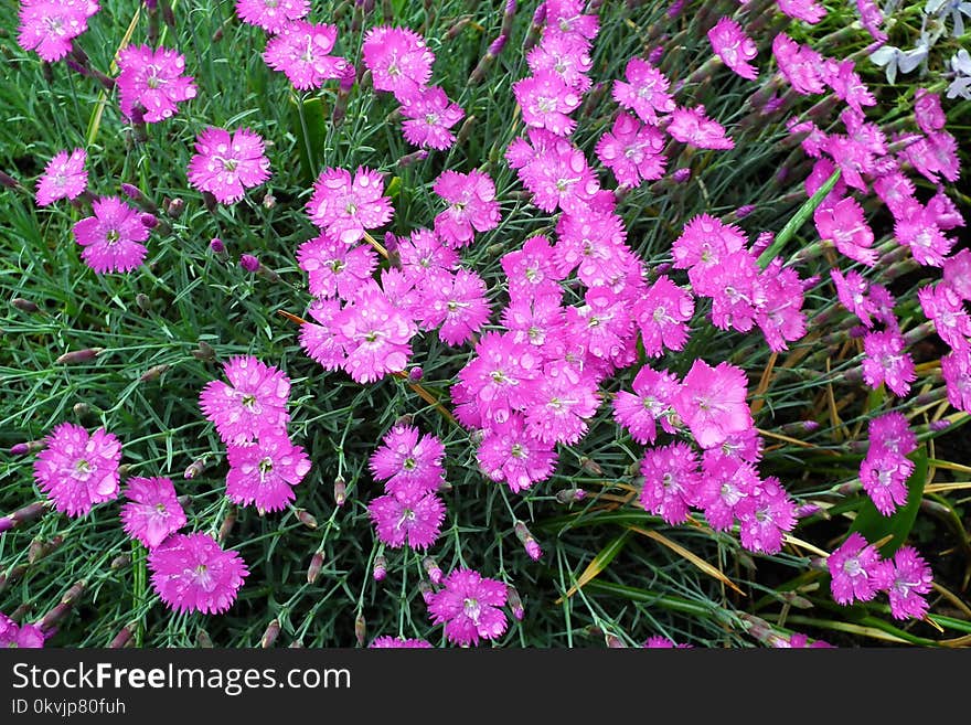 Plant, Flower, Flowering Plant, Flora