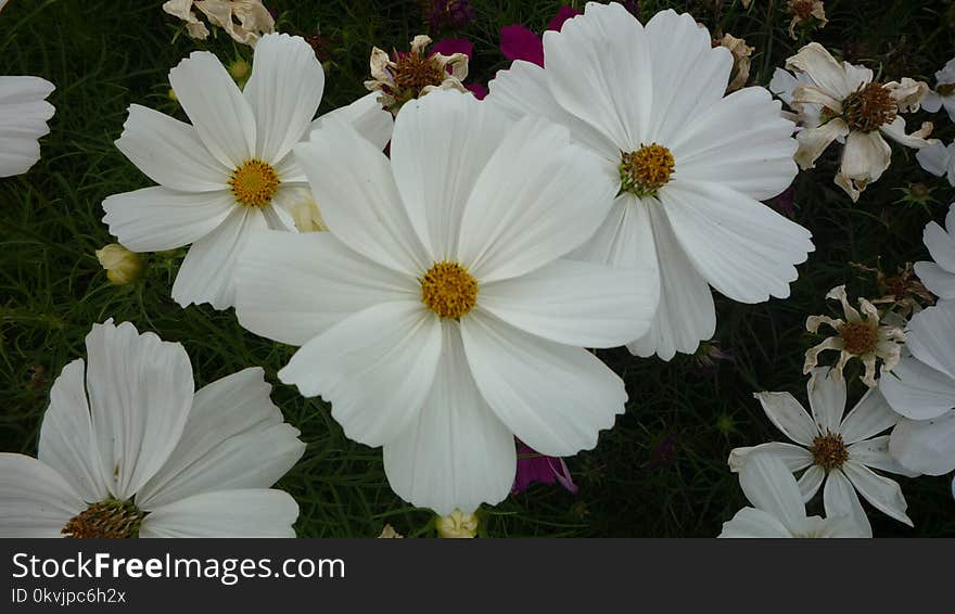 Flower, Garden Cosmos, Flowering Plant, Plant